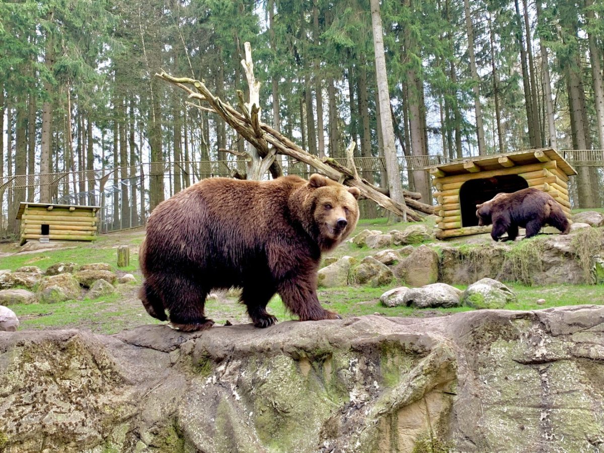 Exklusive Wildpark Safari