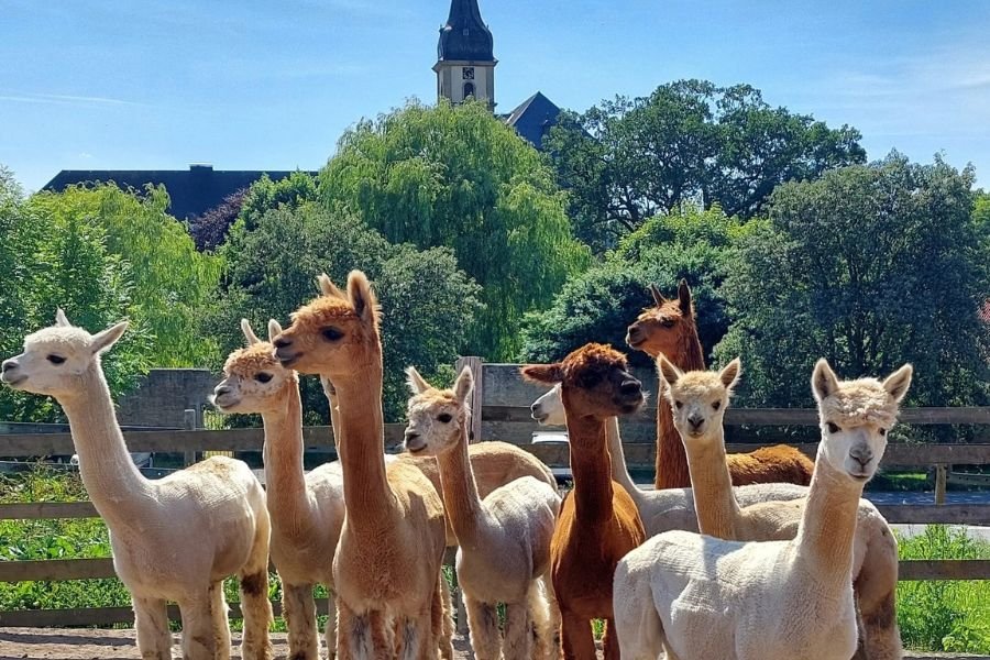 Alpakawanderung mit Preisvorteil