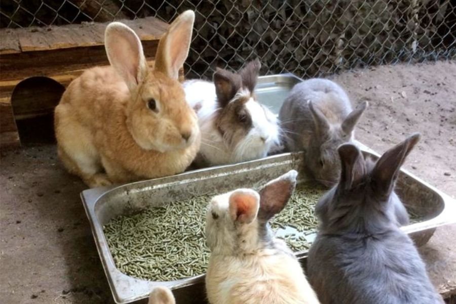 Tierischer Ferienvorteil